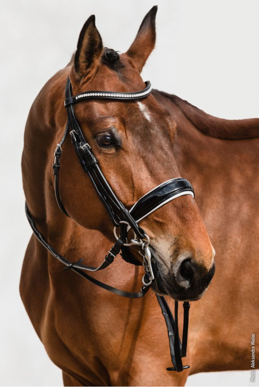 Schockemöhle Sports Venice Double Bridle, Espresso