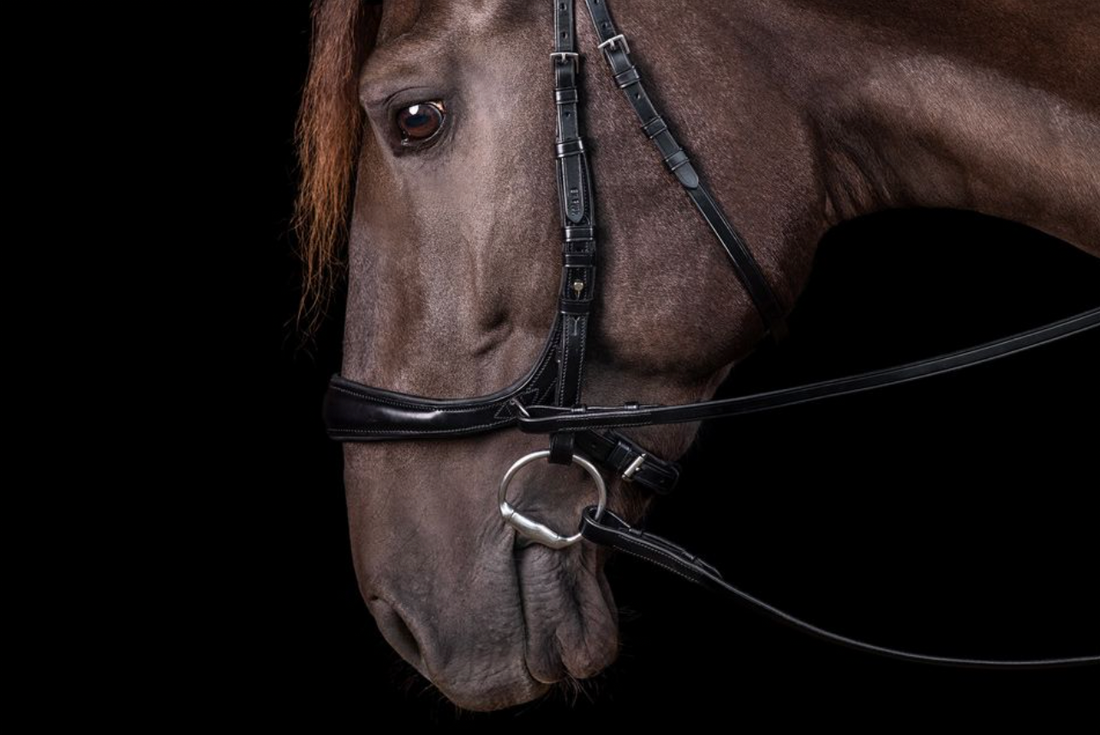 Schockemöhle Sports Equitus Theta Bitless Bridle