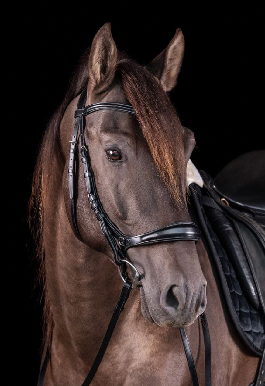 Schockemöhle Sports Equitus Theta Bitless Bridle