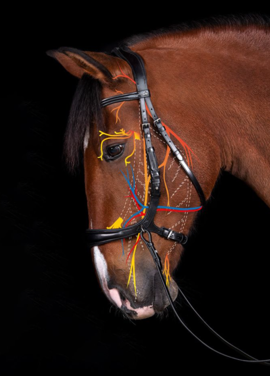 Schockemöhle Sports Equitus Theta Bitless Bridle