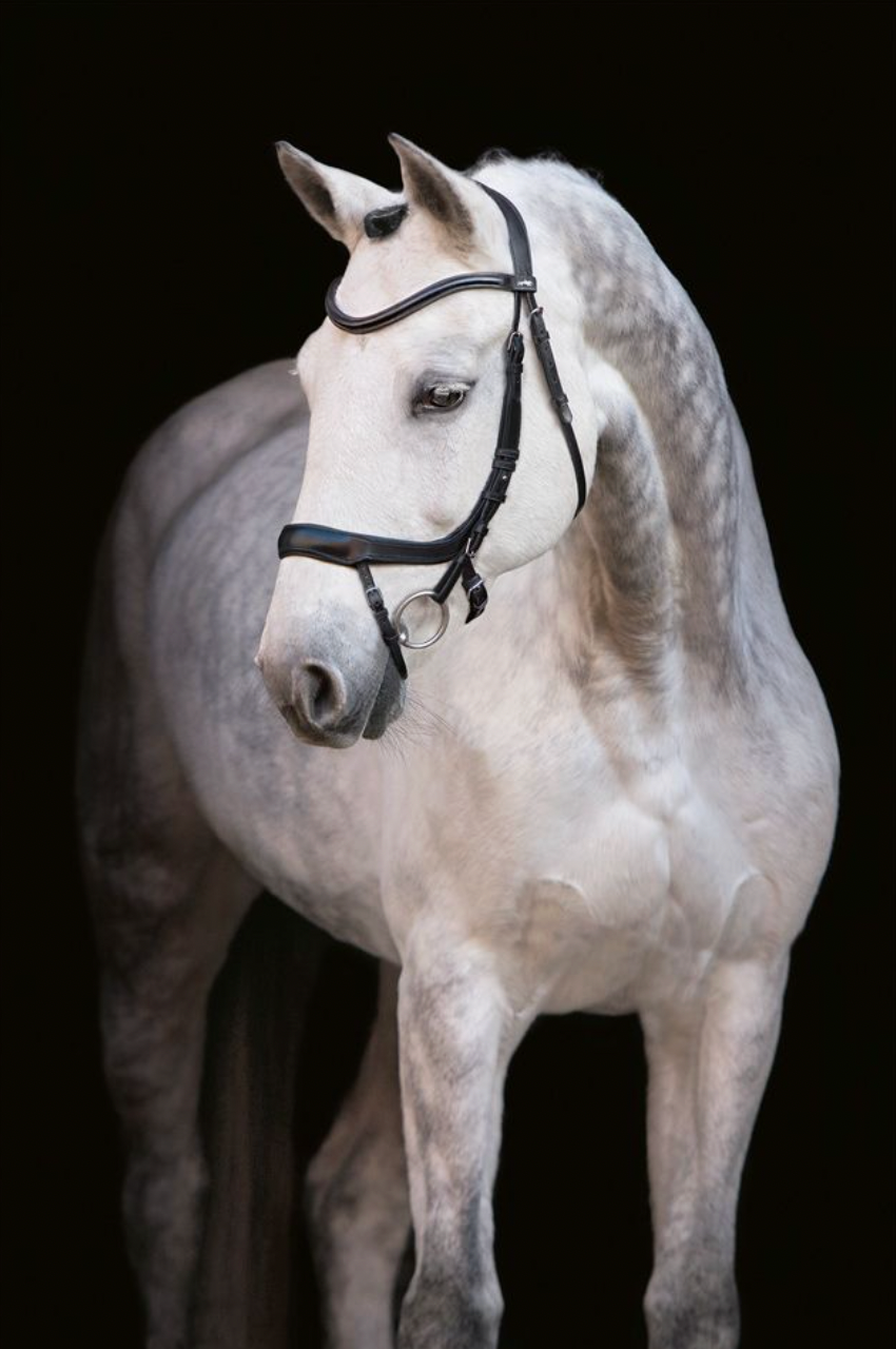 Schockemöhle Sports Equitus Alpha Bridle