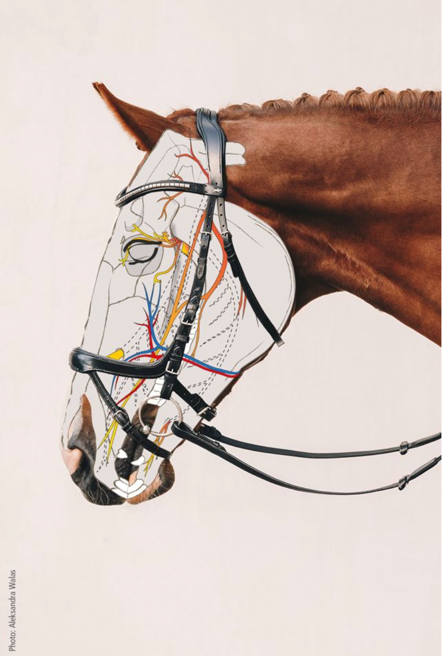 Schockemöhle Sports Equitus Alpha Bridle