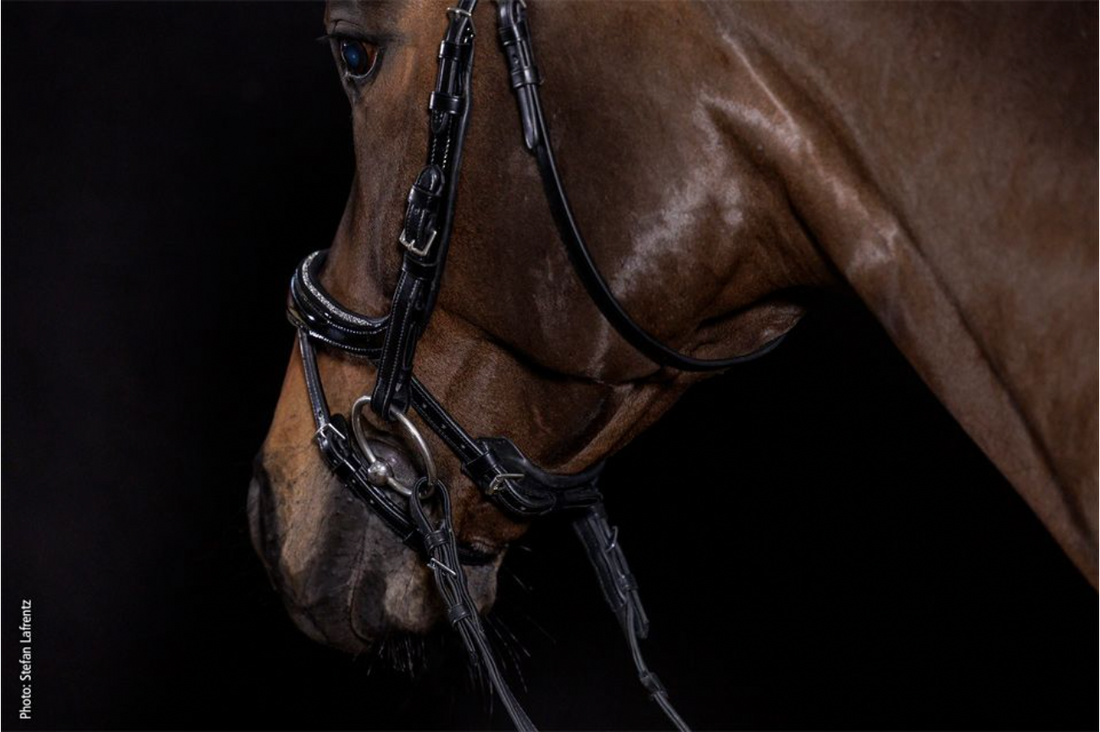 Schockemöhle Sports Equitus Beta Glam Bridle