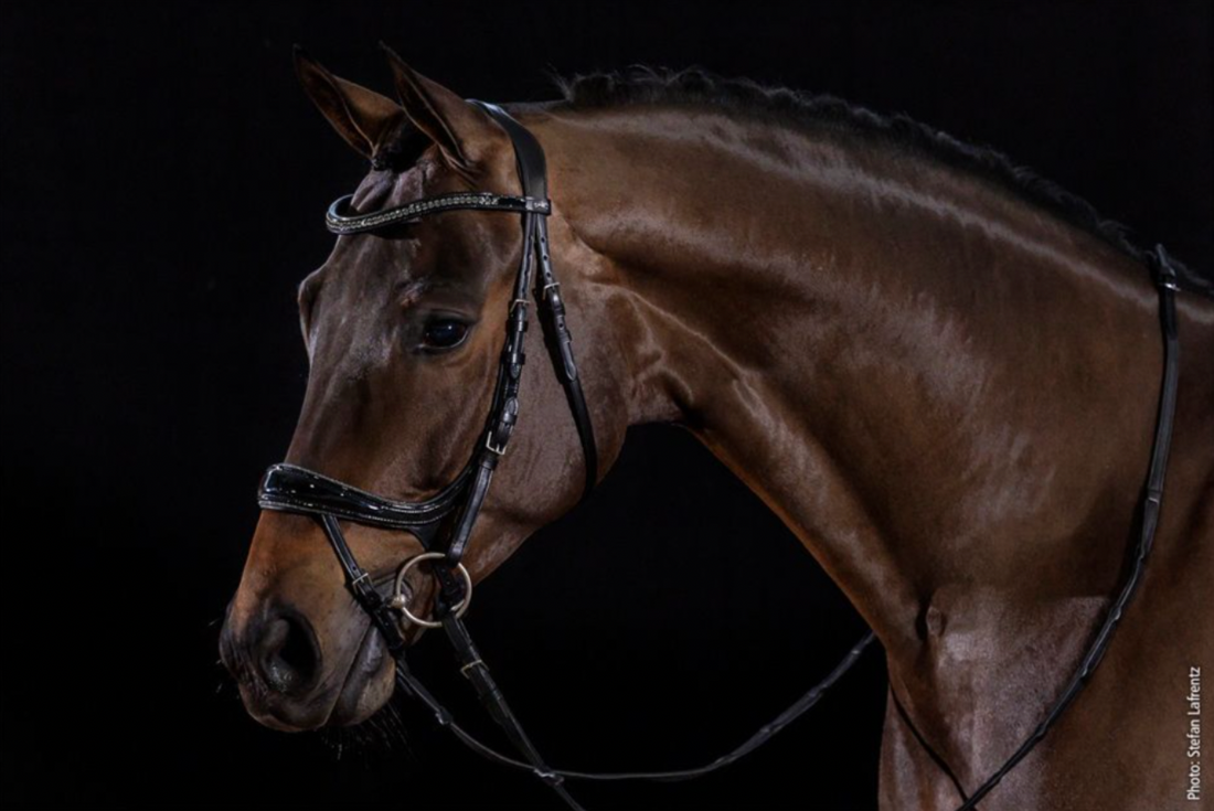 Schockemöhle Sports Equitus Beta Glam Bridle