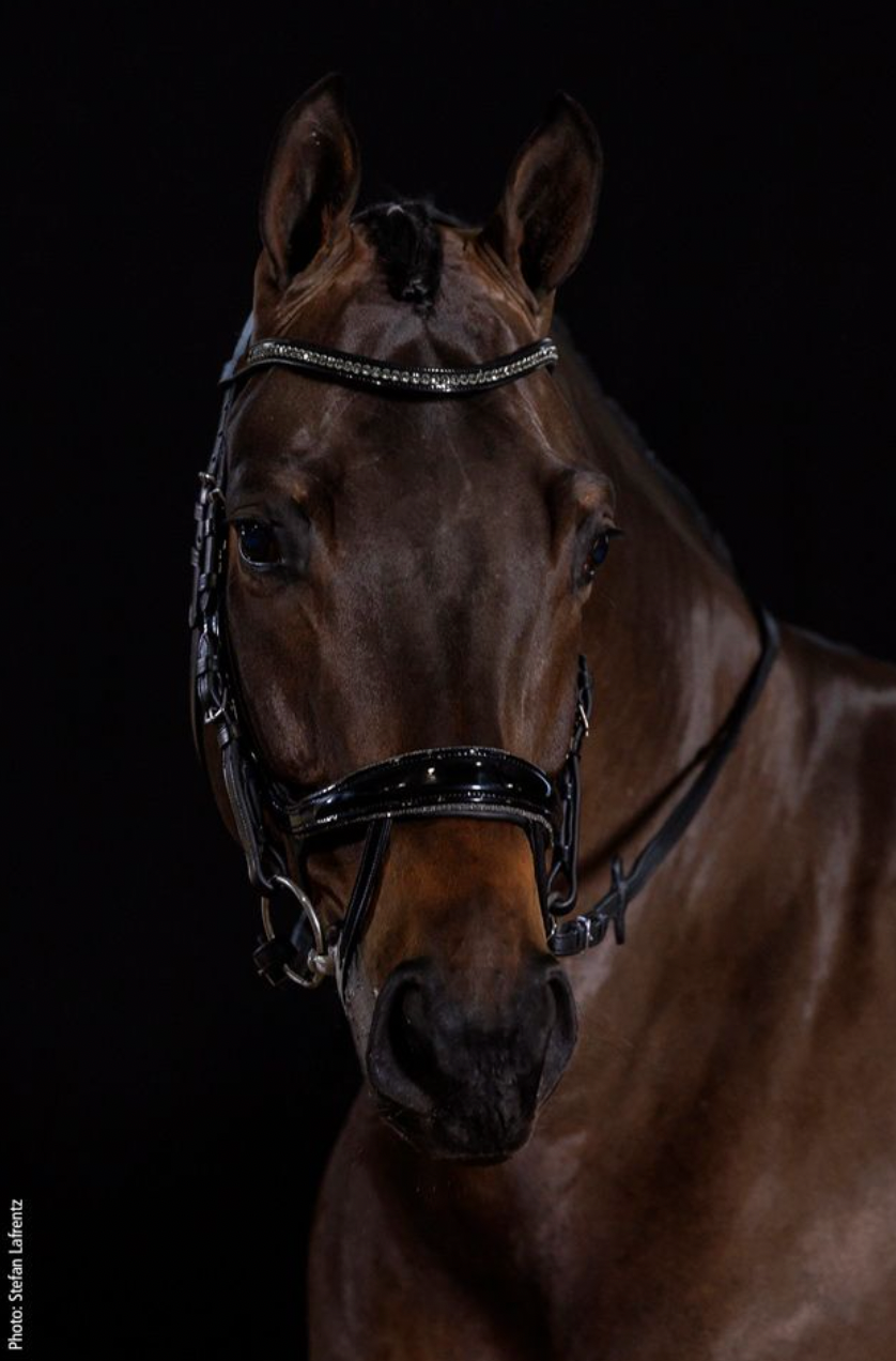 Schockemöhle Sports Equitus Beta Glam Bridle